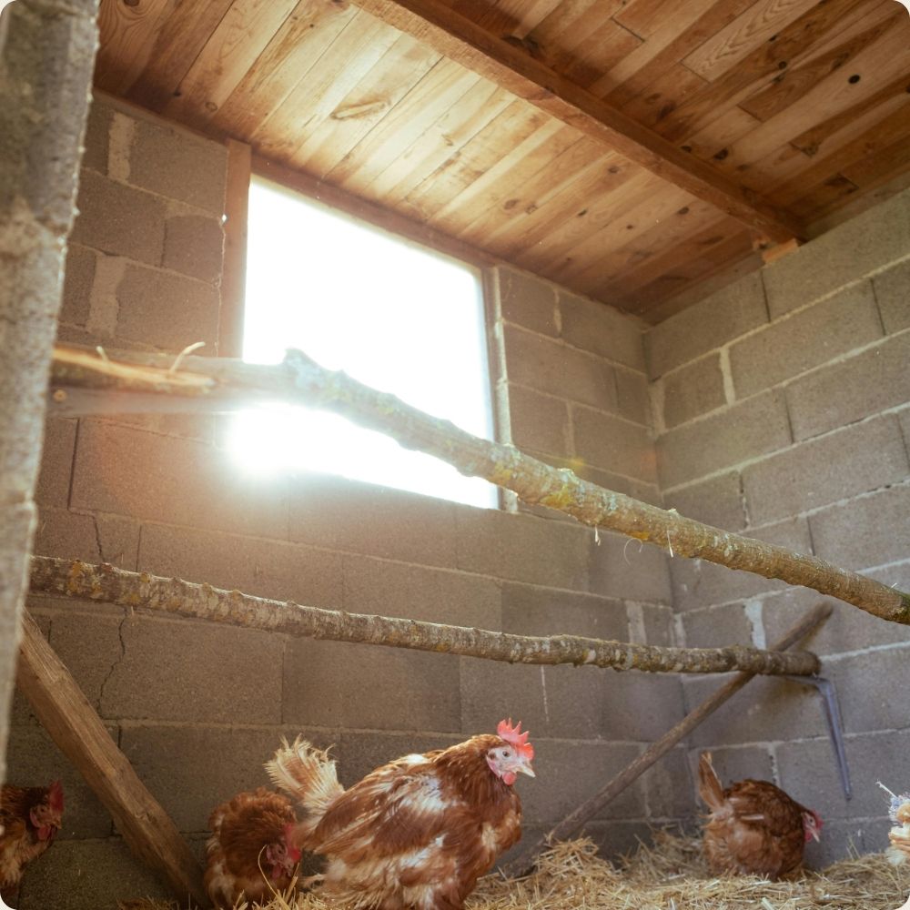 NaturaScope UltraPro 4G – Caméra de chasse 4G & piège photo 30MP avec vidéo 4K et vision nocturne