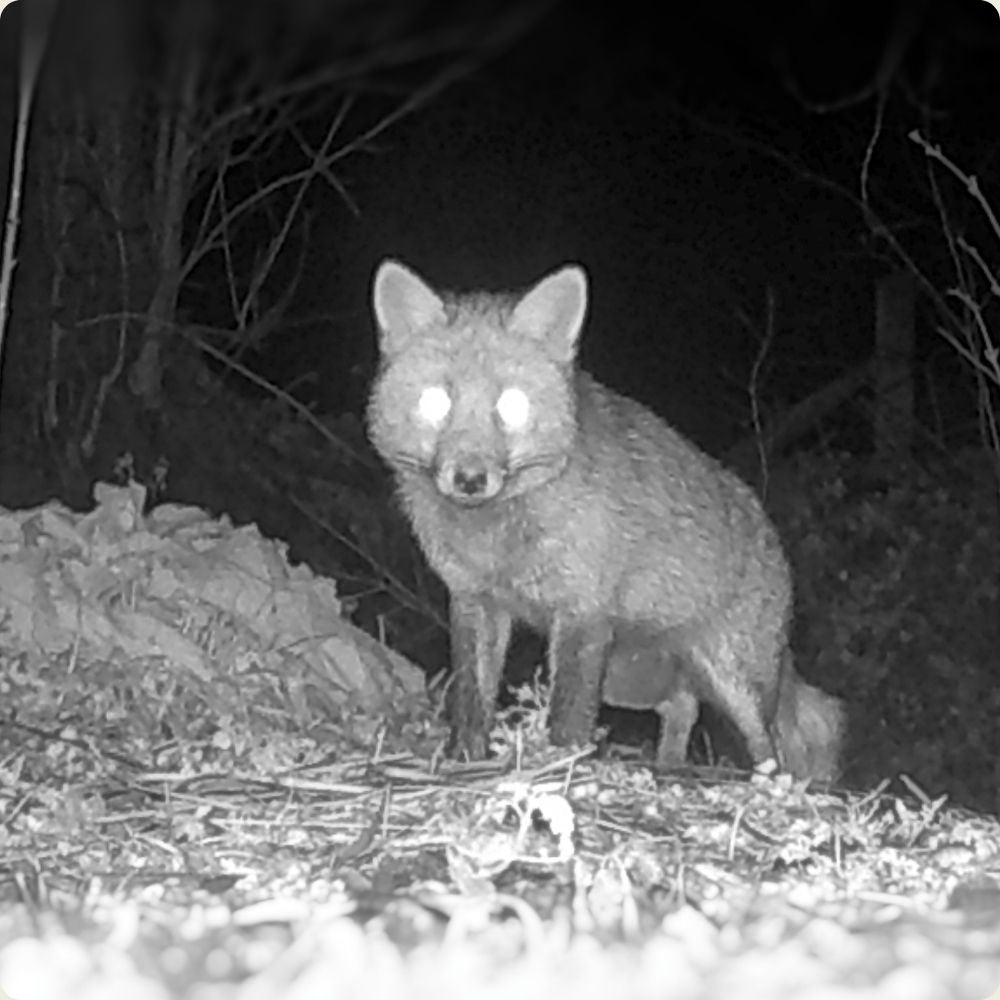 NaturaScope MiniCam Stealth – Caméra de chasse HD 20MP & piège photo ultra-compact avec vision nocturne et autonomie XXL