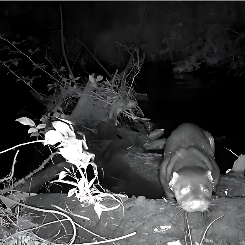 NaturaScope Sentinel 4G – Caméra de chasse 4G & piège photo Ultra HD 4K avec vision nocturne