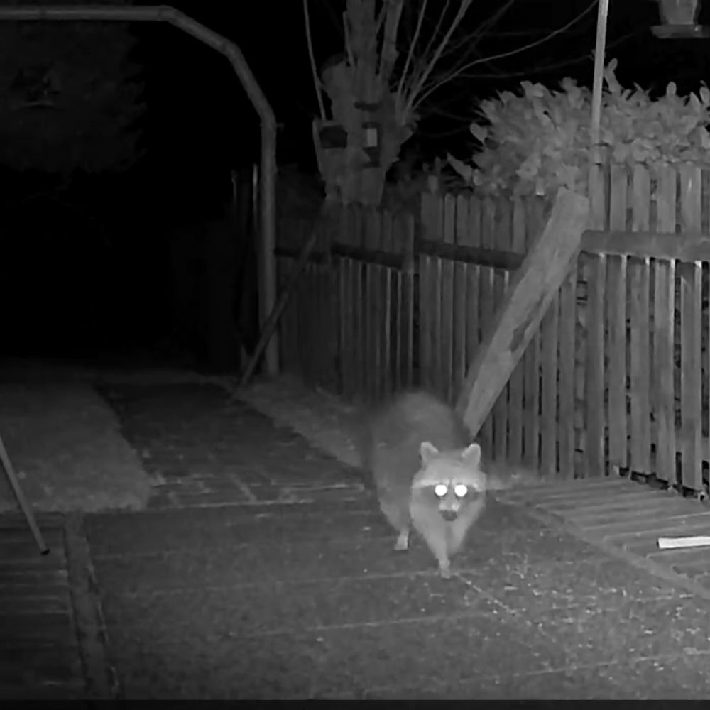 NaturaScope GuardianCam 4G – Caméra de chasse 4G & piège photo HD 30MP avec vision en direct, détection et étanchéité IP66