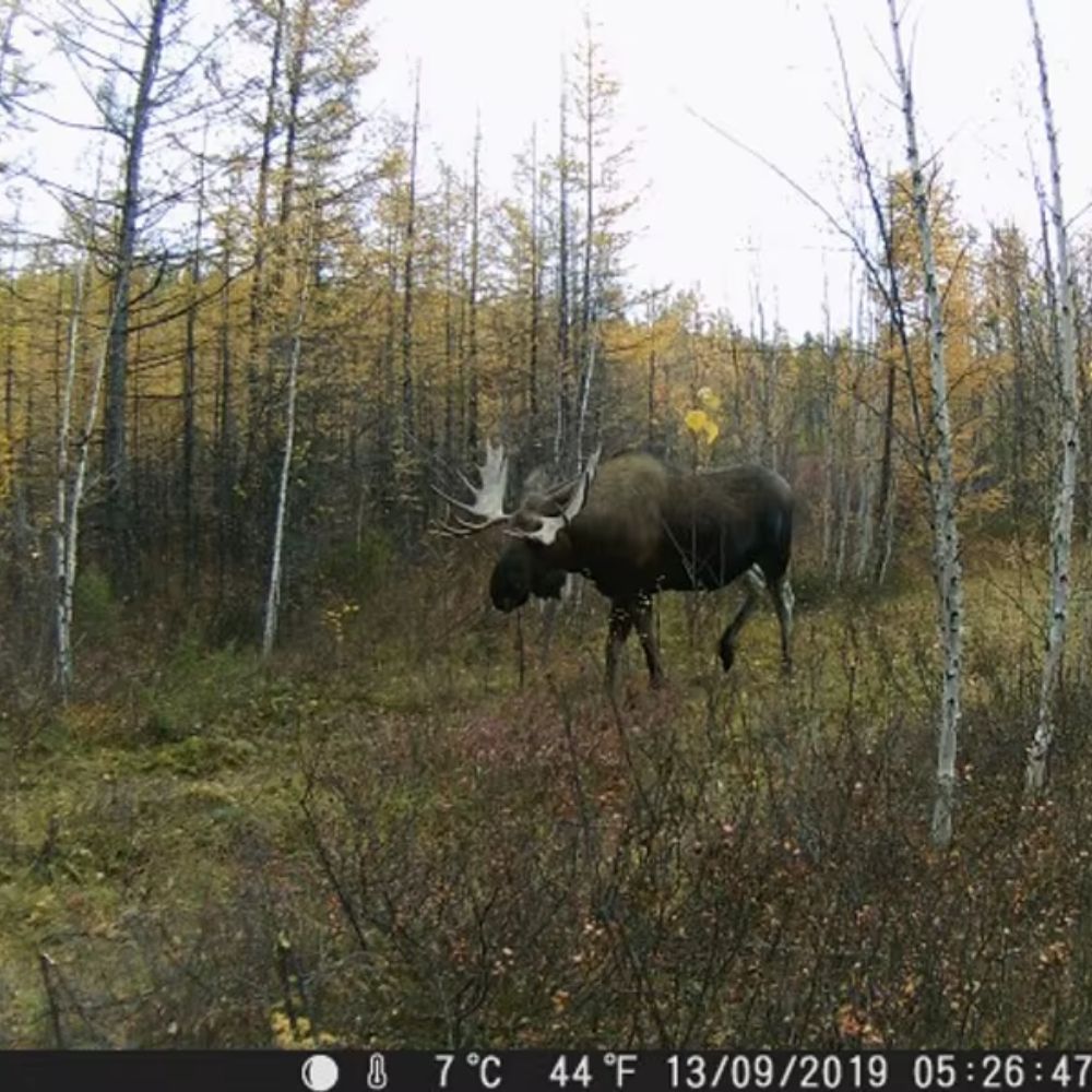 NaturaScope Frontier – Caméra de chasse HD 1080P & piège photo 20MP étanche IP65 avec vision nocturne et déclenchement rapide