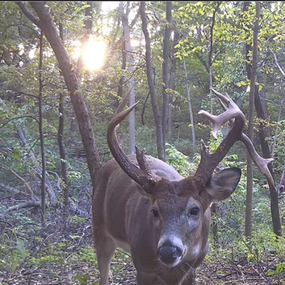 NaturaScope EcoTrailView – Caméra de chasse HD 1080P & piège photo grand angle IP66