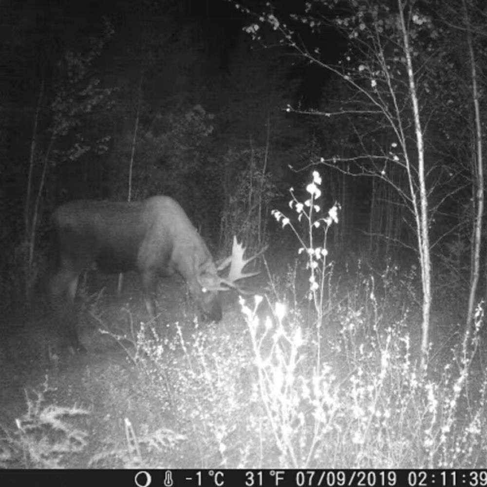 NaturaScope Frontier – Caméra de chasse HD 1080P & piège photo 20MP étanche IP65 avec vision nocturne et déclenchement rapide