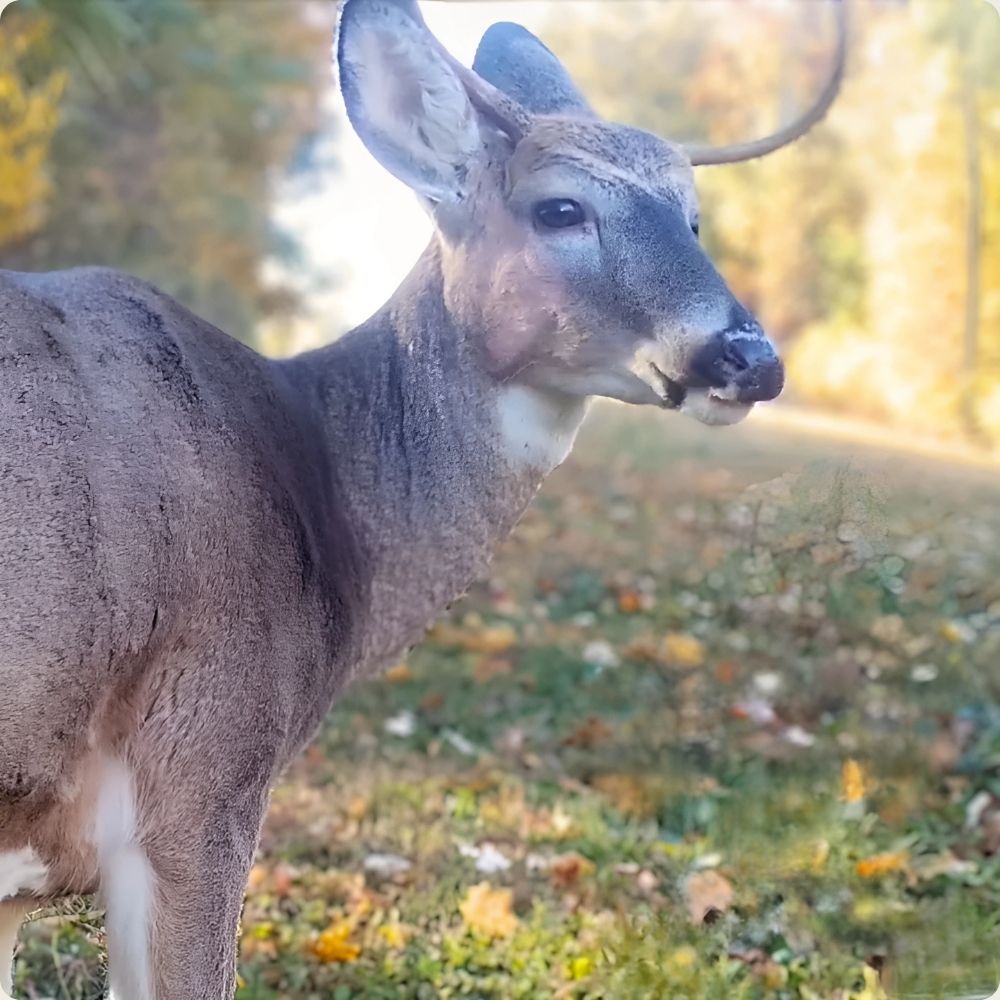 NaturaScope Solar Tracker – Caméra de chasse solaire 50MP 4K & piège photo avec vision nocturne et détection rapide
