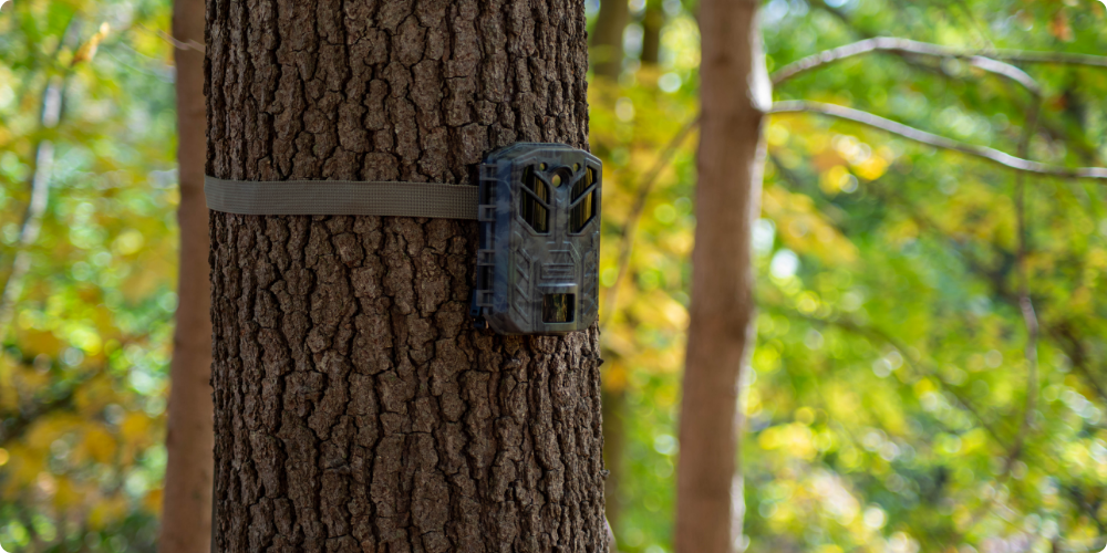Bien choisir sa caméra de chasse (ou piège photo) : les 6 critères essentiels à ne pas négliger