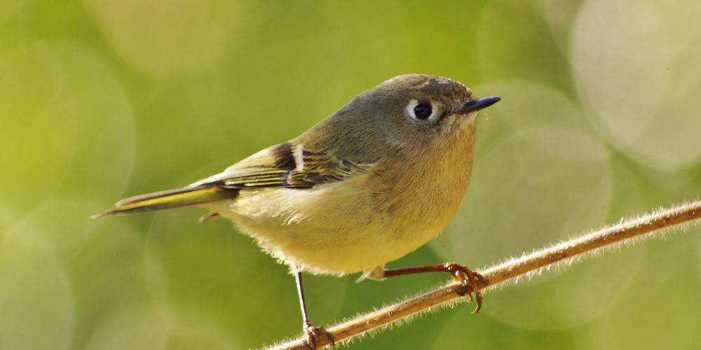 Observer la nature en famille : 3 outils simples pour s’émerveiller ensemble