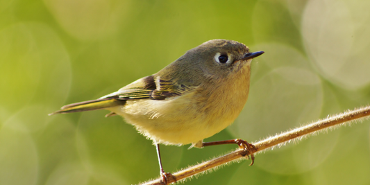 Observer la nature en famille : 3 outils simples pour s’émerveiller ensemble