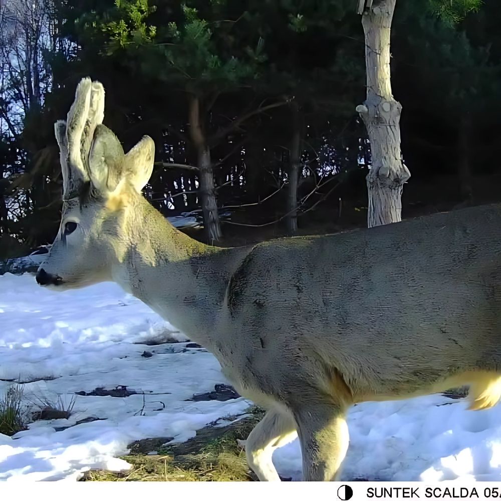 NaturaScope Pathfinder – Caméra de chasse 4G & piège photo 36MP 4K avec vision nocturne et contrôle via appli
