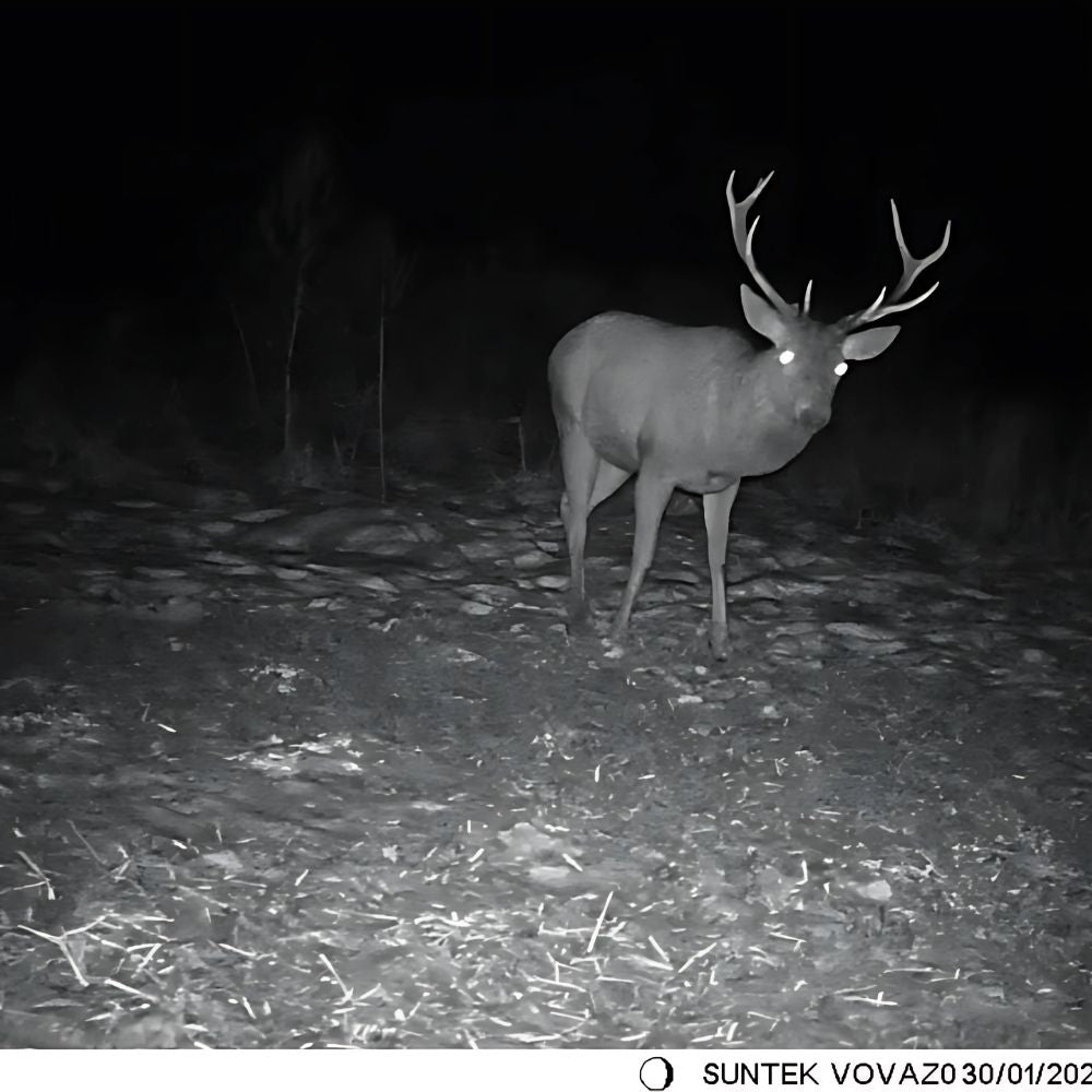 NaturaScope Pathfinder – Caméra de chasse 4G & piège photo 36MP 4K avec vision nocturne et contrôle via appli