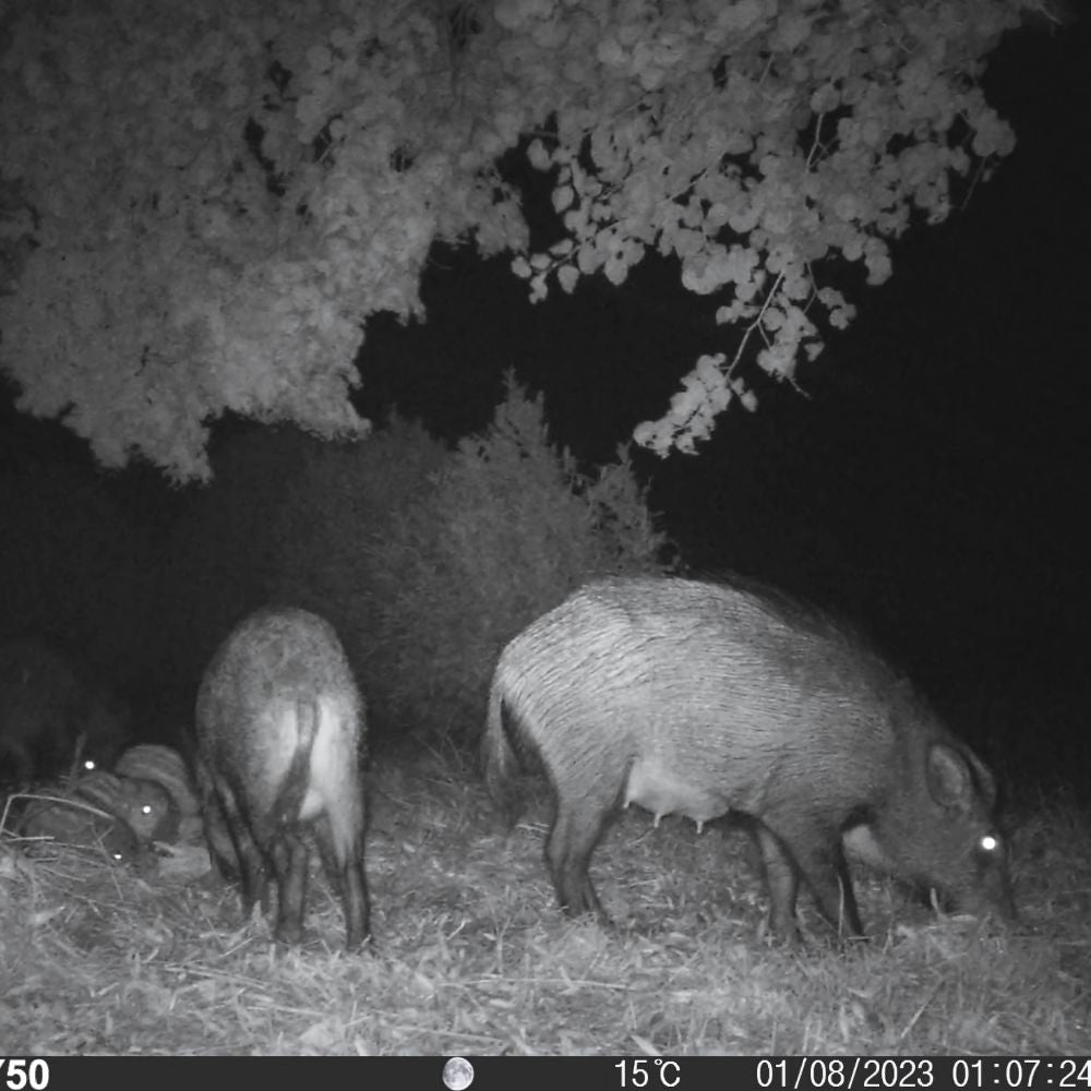 NaturaScope Ranger HD – Caméra de chasse & piège photo Full HD 12MP avec capteur thermique 15 m