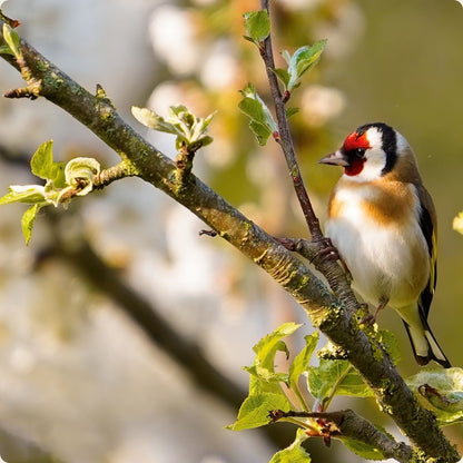 NaturaScope WildNest™ – Mangeoire avec caméra autonome et détection instantanée des oiseaux