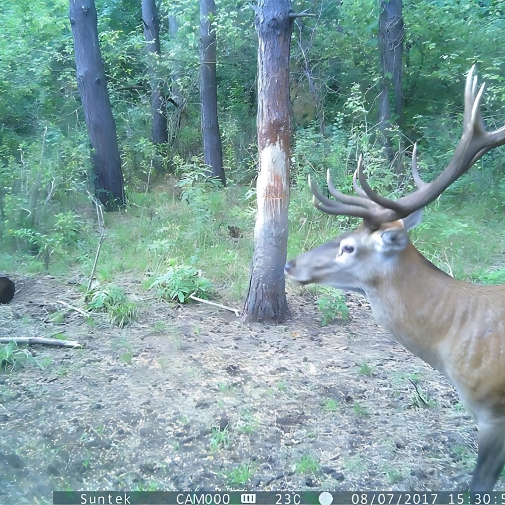 NaturaScope EnduroVision – Caméra de chasse autonome & piège photo Full HD 1080p 5000mAh avec vision nocturne longue portée