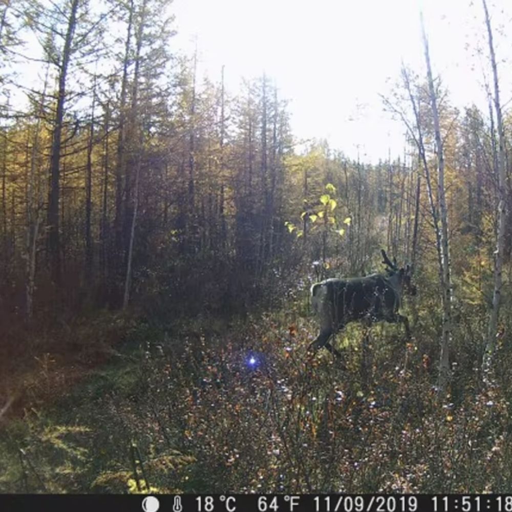 NaturaScope Frontier – Caméra de chasse HD 1080P & piège photo 20MP étanche IP65 avec vision nocturne et déclenchement rapide