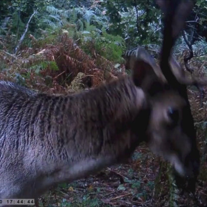 NaturaScope Ranger HD – Caméra de chasse & piège photo Full HD 12MP avec capteur thermique 15 m