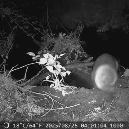 NaturaScope GuardianCam 4G – Caméra de chasse 4G & piège photo HD 30MP avec vision en direct, détection thermique et étanchéité IP66
