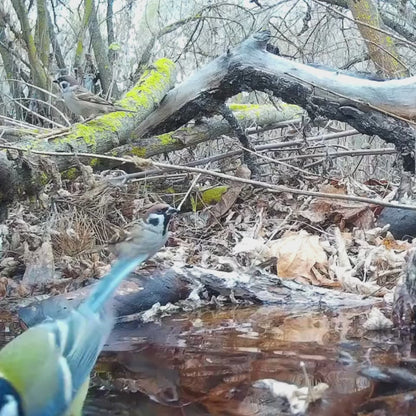 NaturaScope AlertVision 2G – Caméra de chasse & piège photo avec alertes MMS en direct