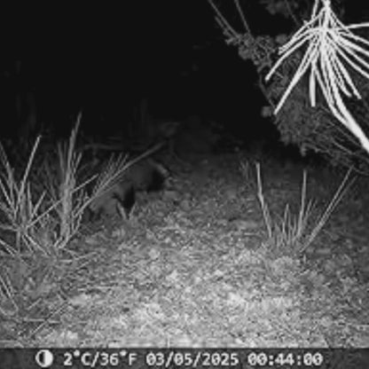 NaturaScope Pathfinder – Caméra de chasse 4G & piège photo 36MP 4K avec vision nocturne et contrôle via appli