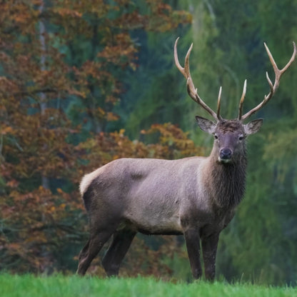 NaturaScope UltraPro 4G – Caméra de chasse 4G & piège photo 30MP avec vidéo 4K et vision nocturne invisible